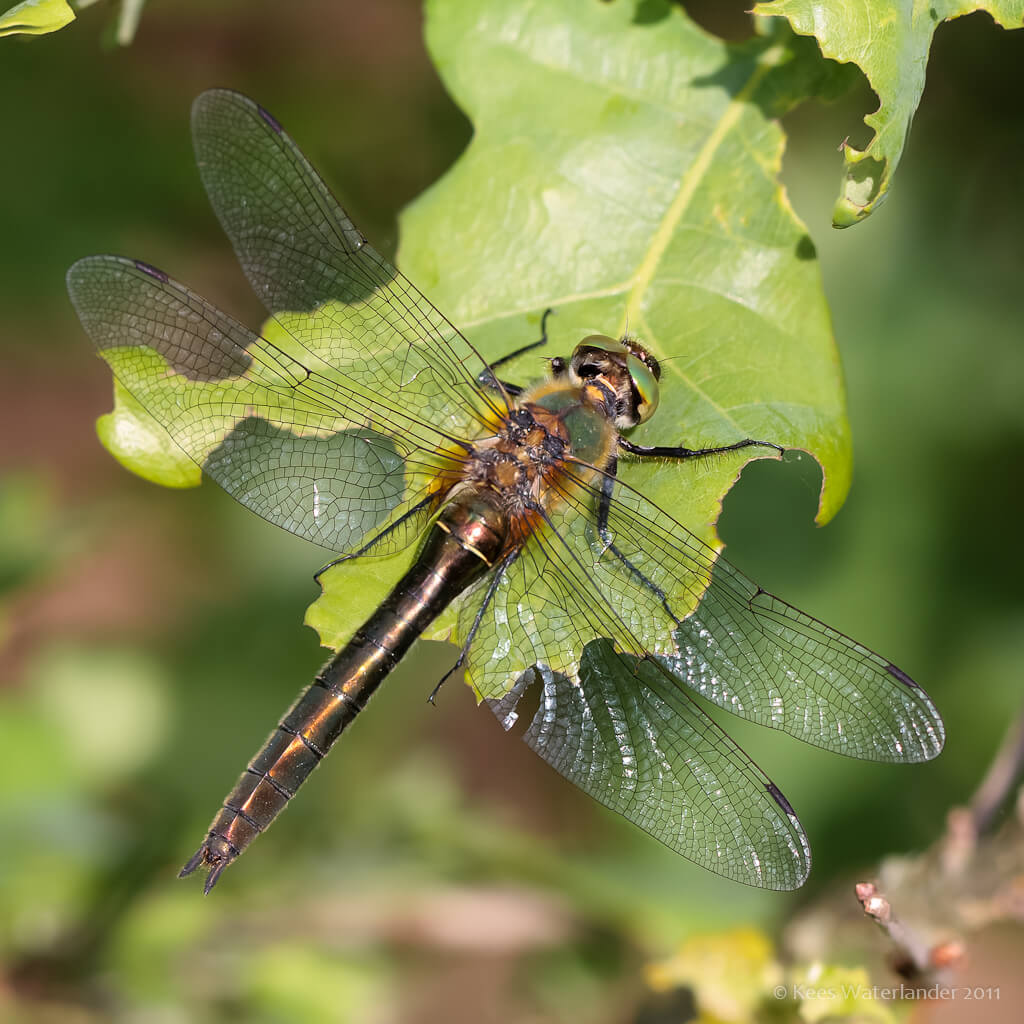 Female Cordulia aenea by Kees Waterlander.